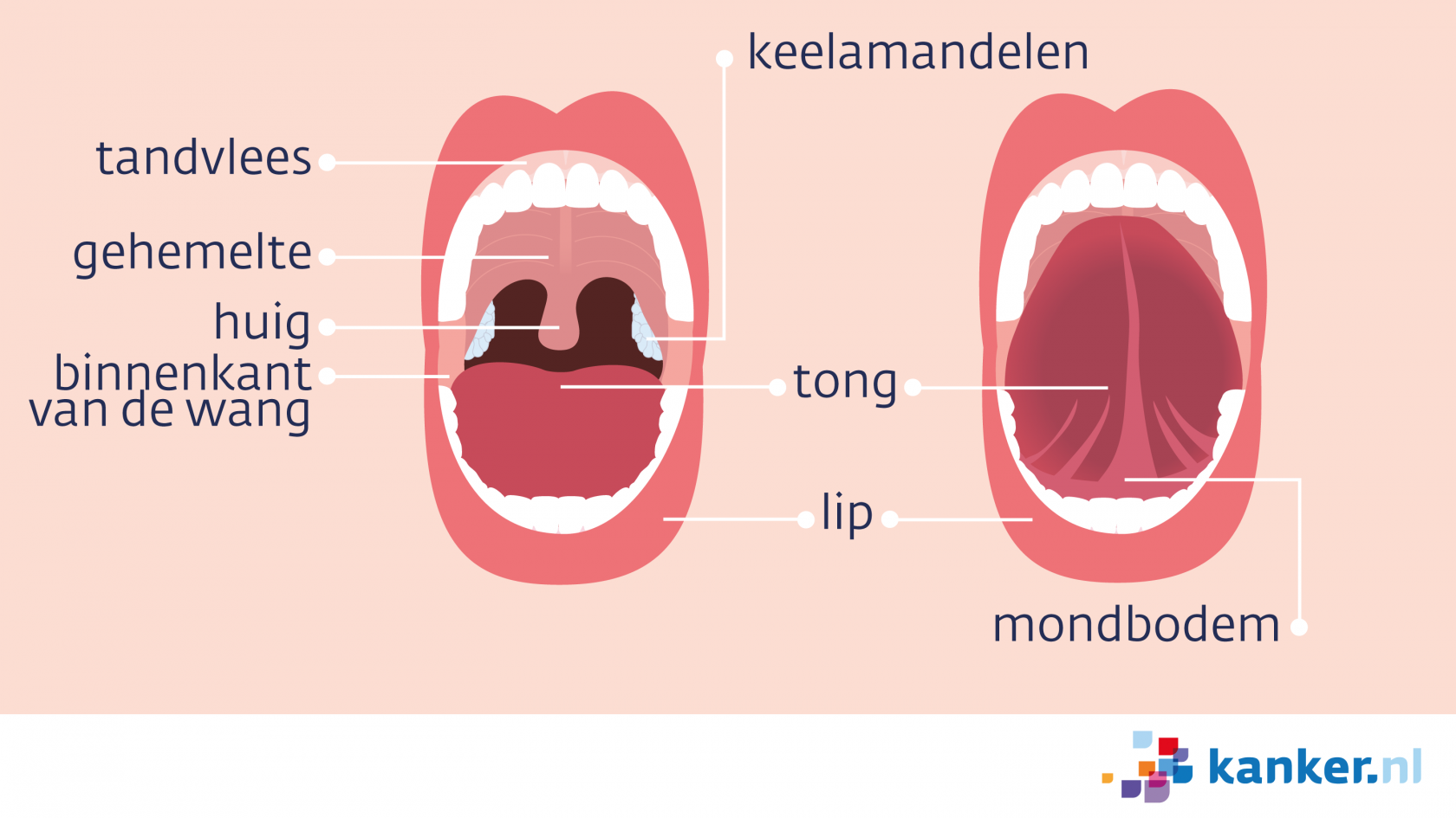 Informatie over de mond Kanker.nl